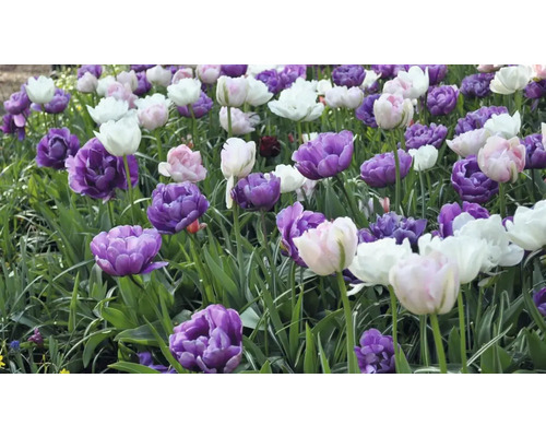 Câmp cu lalele violete, roz și albe