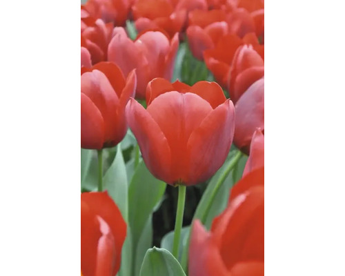 Câmp cu flori de lalele roșii