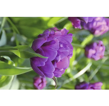 Prim-plan cu o floare de lalea violetă umplută în grădină.