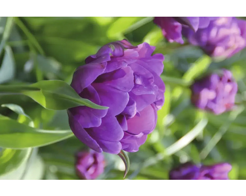 Prim-plan cu o floare de lalea violetă umplută în grădină.