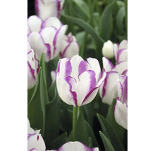 Prim-plan cu lalele albe cu margine violetă