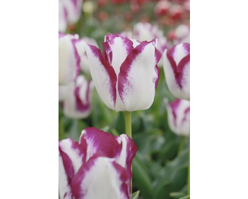 Prim-plan cu o floare de lalea alb-violet într-o grădină.