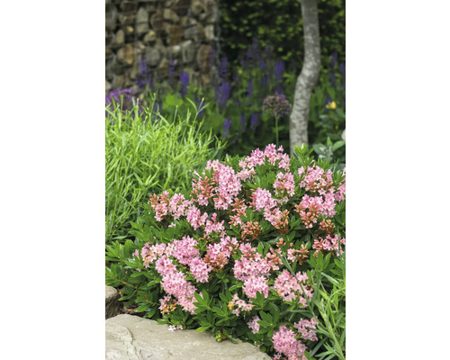 Prim-plan cu un rododendron alpin pitic înflorit în grădină