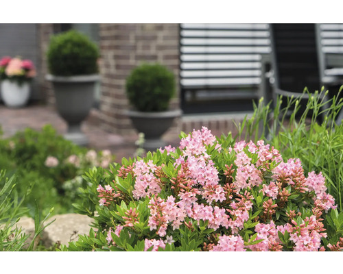 Prim-plan cu un Daphne înflorit în grădină