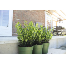 Trei plante verzi de buxus în ghivece pe o terasă.