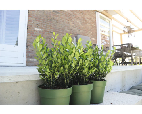 Trei plante verzi de buxus în ghivece pe o terasă.