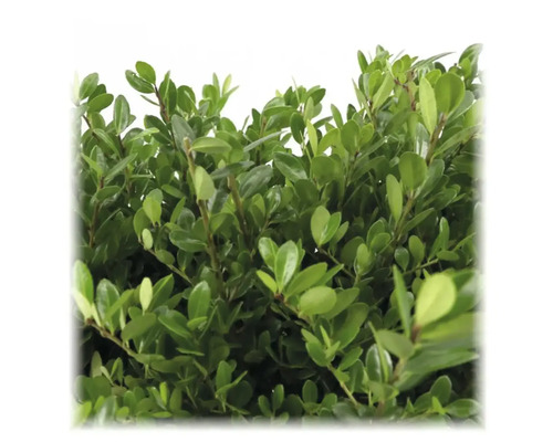 În imagine este prezentată o plantă de gard viu cu un frunziș dens și verde.