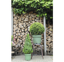 Scenă cu un buxus conic și unul sferic în ghivece în fața unui fundal din lemn