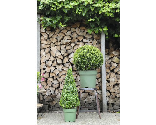 Scenă cu un buxus conic și unul sferic în ghivece în fața unui fundal din lemn