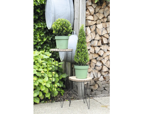 Natură statică de grădină cu bilă de buxus și con de buxus în ghivece pe măsuțe laterale