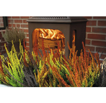 Plante decorative de heather în fața unui șemineu.