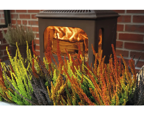 Plante decorative de heather în fața unui șemineu.