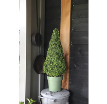 Buxus conic în ghiveci pe un coș de gunoi în fața unui perete din lemn întunecat