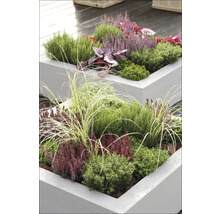 Jardiniere ridicate plantate cu flori de toamnă și iarbă ornamentală