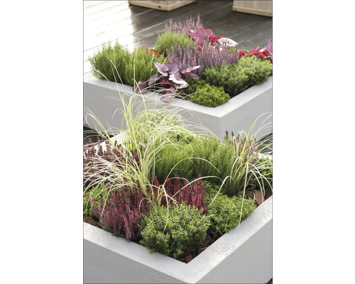 Jardiniere ridicate plantate cu flori de toamnă și iarbă ornamentală