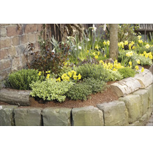 Jardineră cu bordură de piatră, plantată cu diverse flori și plante
