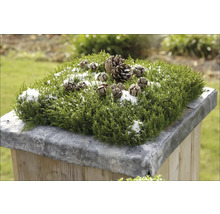 Aranjament decorativ cu plantă verde, conuri de pin și zăpadă pe un piedestal
