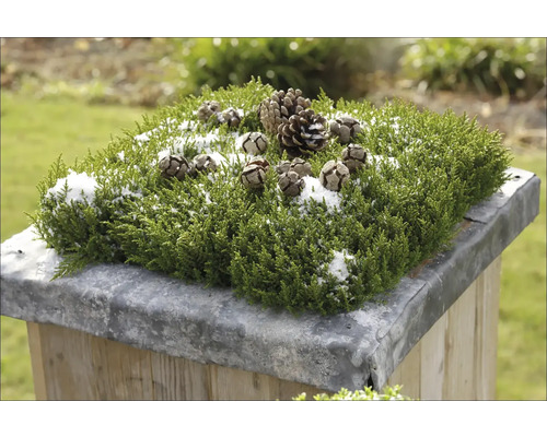 Aranjament decorativ cu plantă verde, conuri de pin și zăpadă pe un piedestal