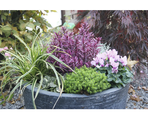 Aranjament floral în jardinieră cu diverse plante ornamentale.