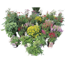 Diverse plante de pat floral în ghivece