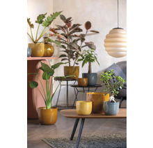 Scenă de cameră luminoasă și prietenoasă, cu diverse plante de interior în ghivece pe mese și un raft