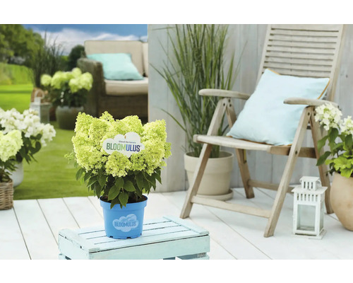 Scenă de grădină cu hortensia Bloomulus înflorită în ghiveci pe o masă de grădină lângă un scaun de grădină