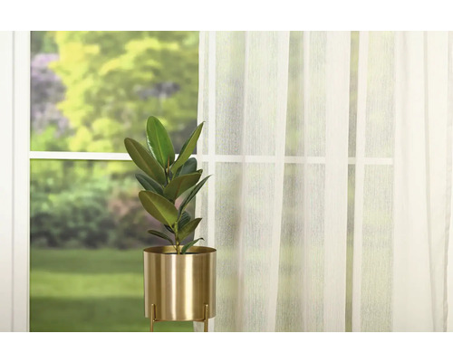 Plantă de interior în ghiveci auriu în fața ferestrei cu perdea