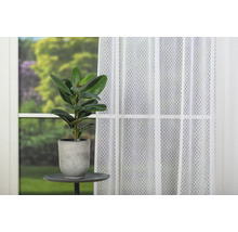 Plantă de interior în ghiveci pe o masă lângă o fereastră cu perdea