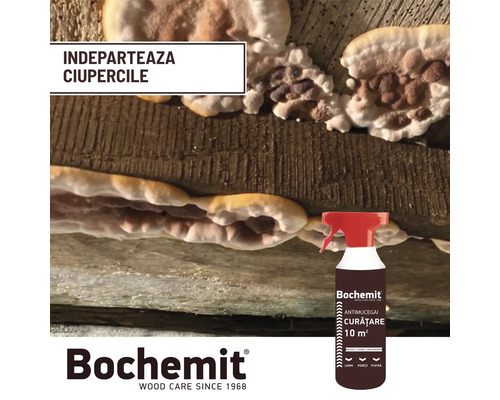 Lemn cu infestare fungică și flacon spray Bochemit pentru eliminarea ciupercilor