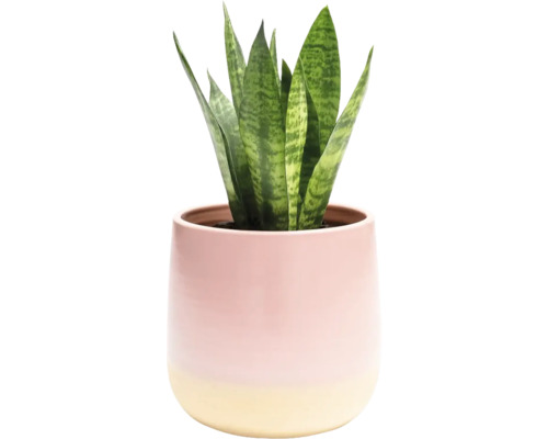 Plantă de interior Sansevieria într-un ghiveci