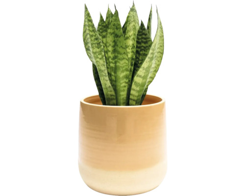 Sansevieria plantă de interior în ghiveci