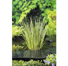 Carex striat în iazul de grădină