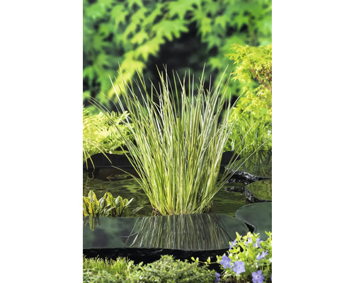 Carex striat în iazul de grădină