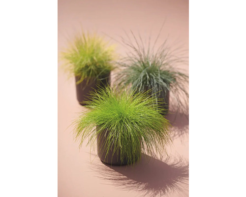 Trei ierburi ornamentale în ghivece