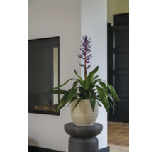 Plantă de interior cu floare în ghiveci pe un piedestal în camera de zi