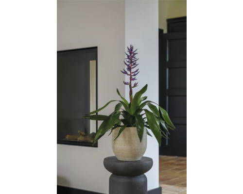 Plantă de interior cu floare în ghiveci pe un piedestal în camera de zi