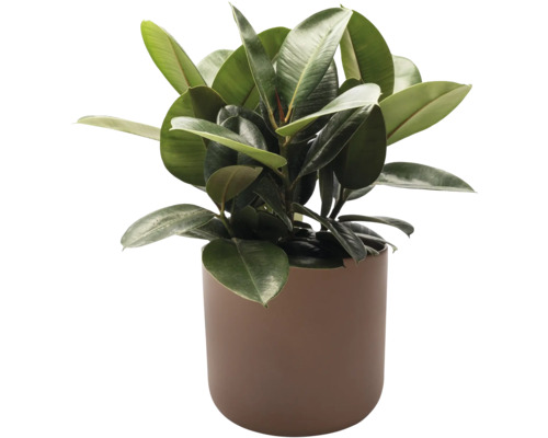 Ghiveci flori Alma ceramică Ø 27 cm H 26 cm mokka | HORNBACH