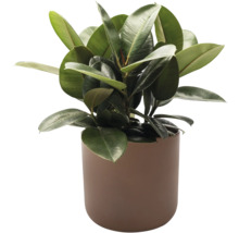 Ficus elastic într-un ghiveci, ca plantă de interior