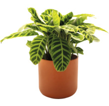 Plantă de rugăciune în ghiveci