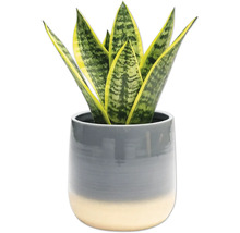 Sansevieria plantă de interior în ghiveci