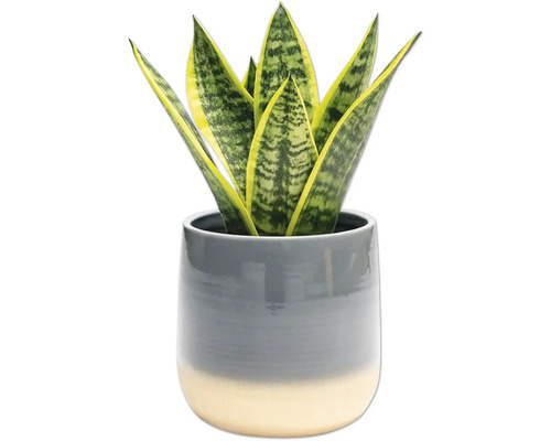 Sansevieria plantă de interior în ghiveci
