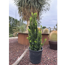 Buxus cultivat în ghiveci