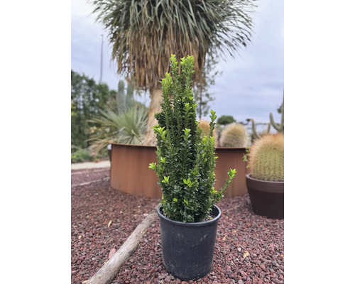 Buxus cultivat în ghiveci