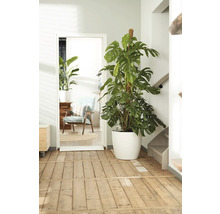 Scenă de interior cu o plantă de interior Monstera într-un ghiveci alb lângă o ușă.