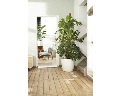 Scenă de interior cu o plantă de interior Monstera într-un ghiveci alb lângă o ușă.