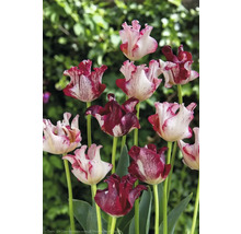 Lalele cu petale flămate în grădină