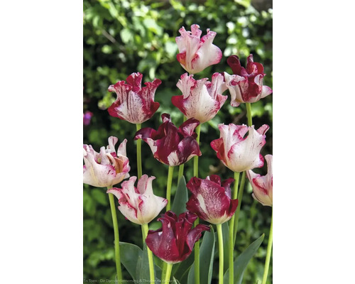 Lalele cu petale flămate în grădină