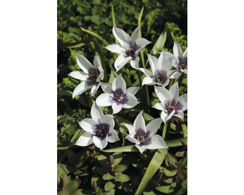 Inflorescență de lalele sălbatice în grădină