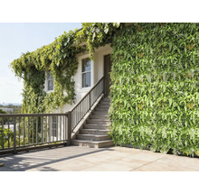 Fațadă de casă cu grădină verticală și plante cățărătoare