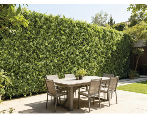 Scenă de exterior cu masă de sufragerie și perete verde ca paravan de confidențialitate în grădină.